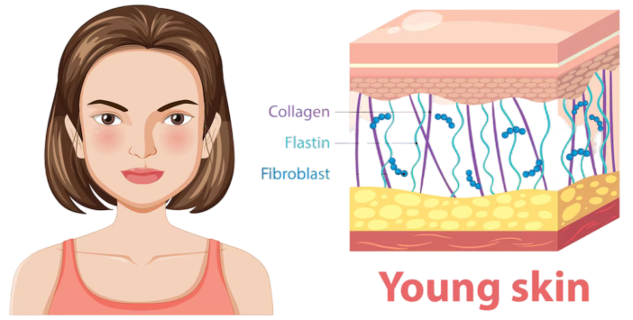 young skin structure illustration 1308 172046 prev ui